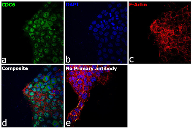 Cdc6 Antibody in Immunocytochemistry (ICC/IF)