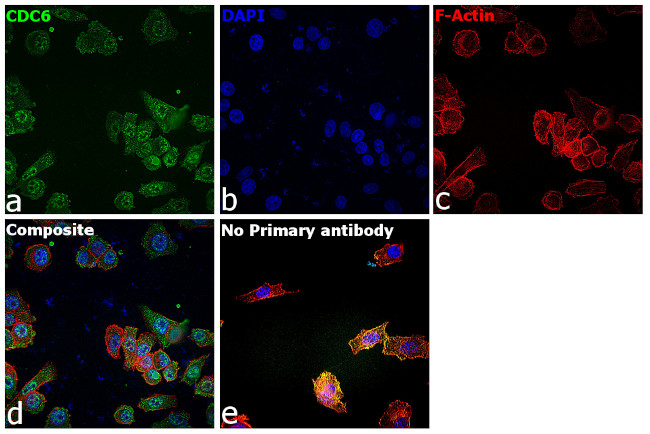 Cdc6 Antibody in Immunocytochemistry (ICC/IF)