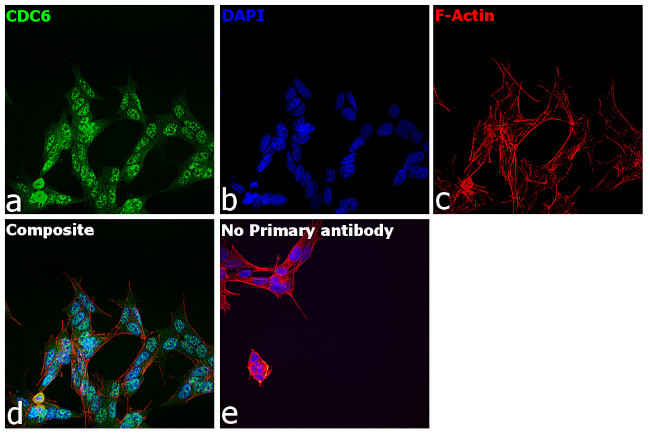 Cdc6 Antibody in Immunocytochemistry (ICC/IF)