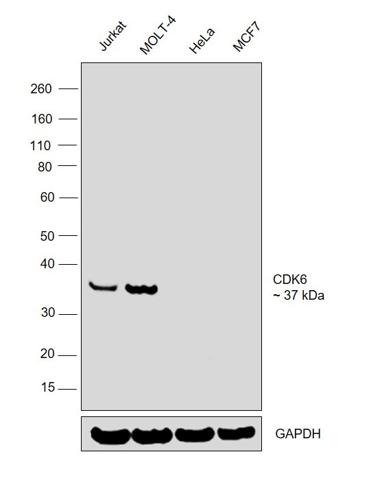 CDK6 Antibody