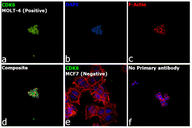 CDK6 Antibody in Immunocytochemistry (ICC/IF)