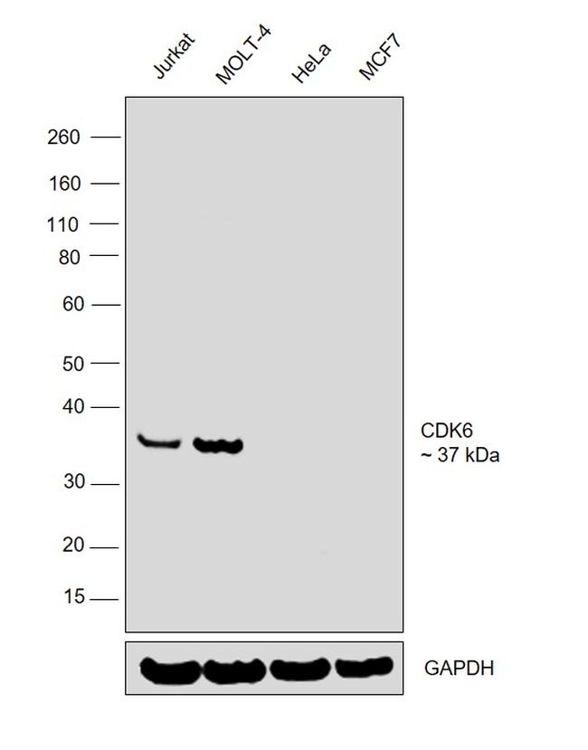 CDK6 Antibody in Western Blot (WB)