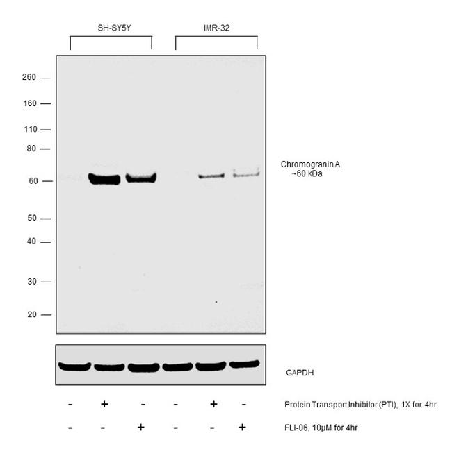 Chromogranin A Antibody in Western Blot (WB)