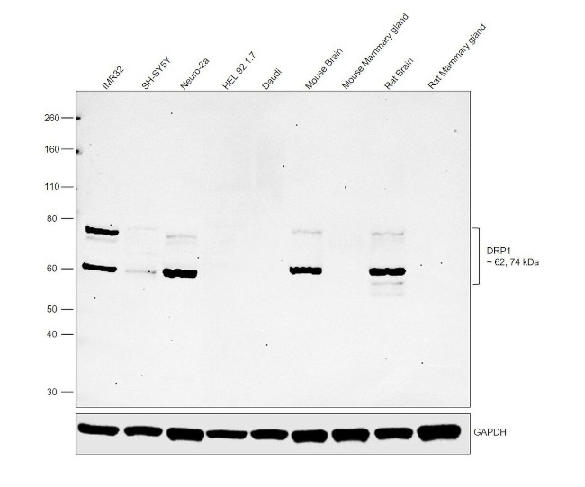 CRMP1 Antibody