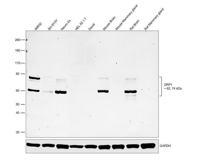 CRMP1 Antibody in Western Blot (WB)