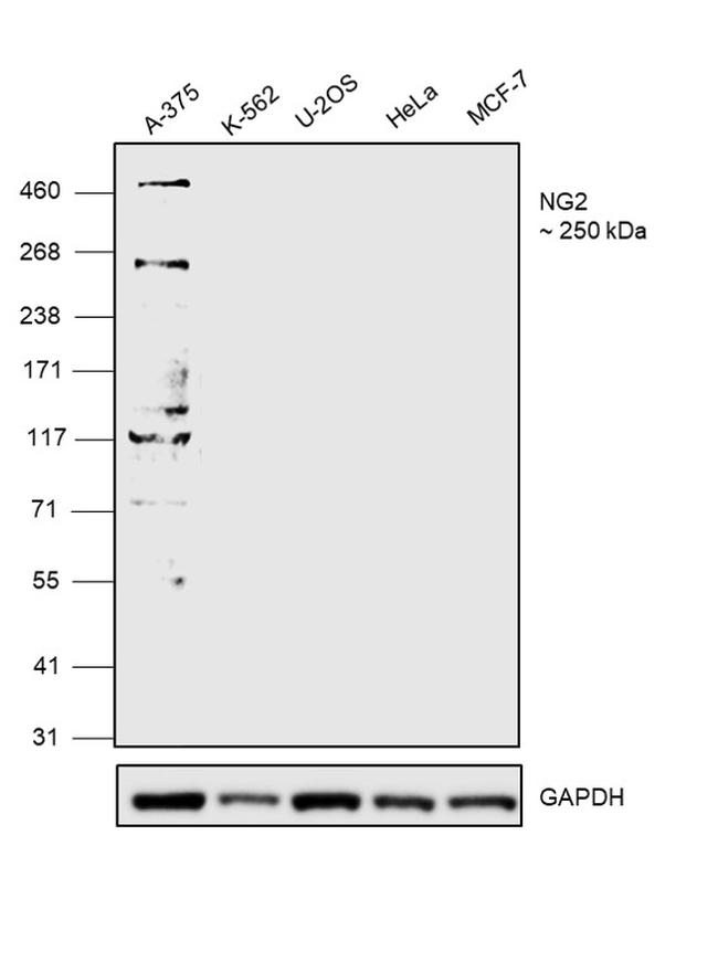 NG2 Antibody in Western Blot (WB)