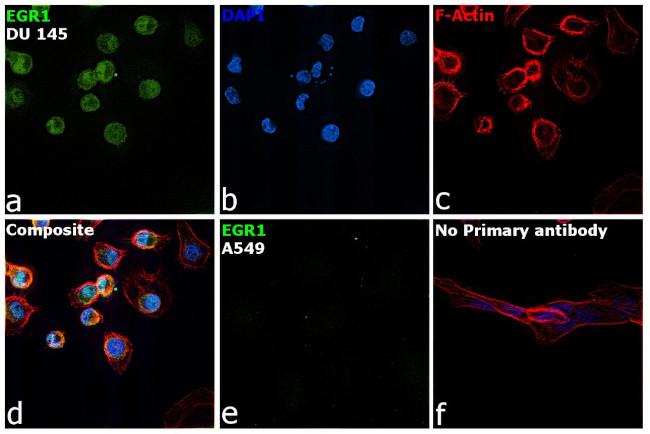 EGR1 Antibody