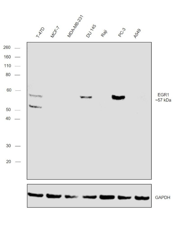 EGR1 Antibody