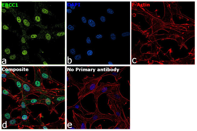 ERCC1 Antibody in Immunocytochemistry (ICC/IF)