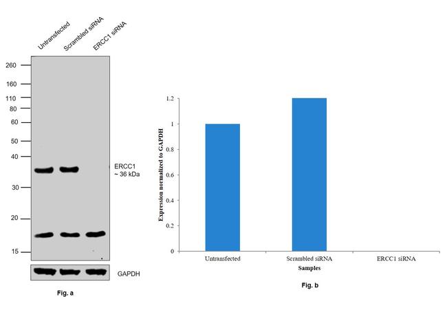 ERCC1 Antibody in Western Blot (WB)