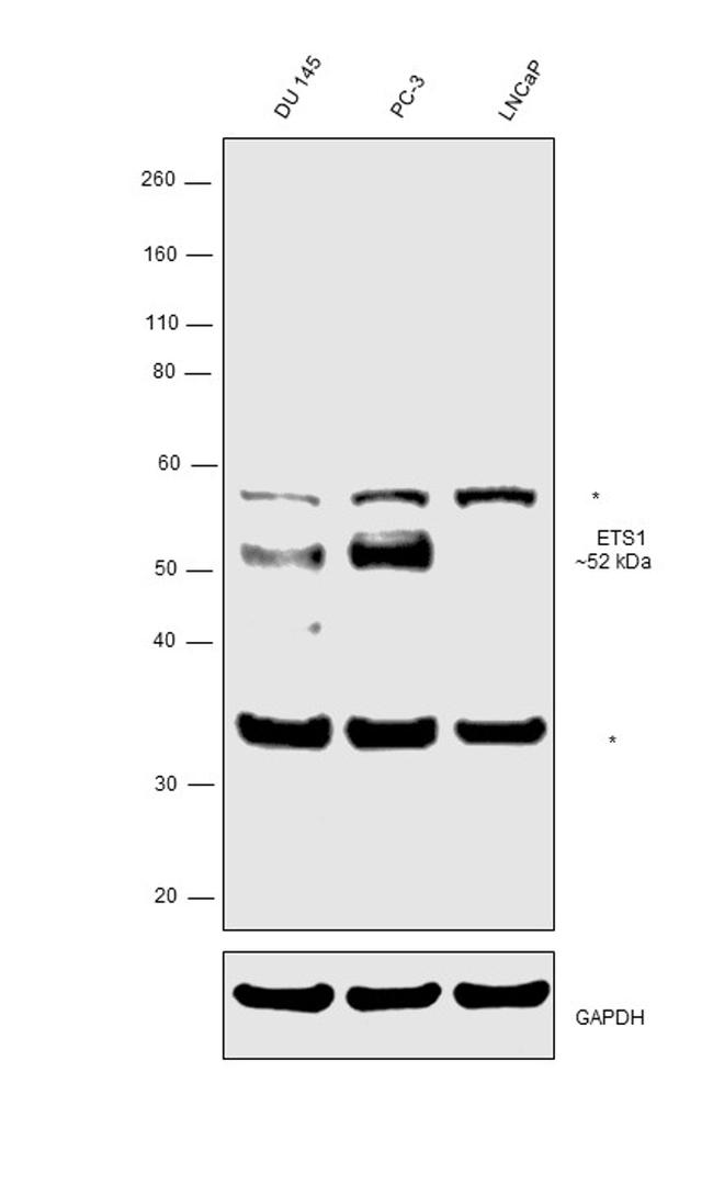 ETS1 Antibody in Western Blot (WB)