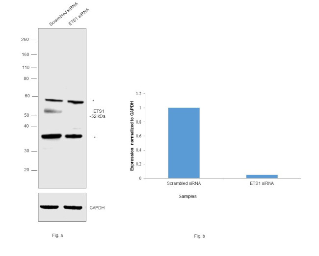 ETS1 Antibody