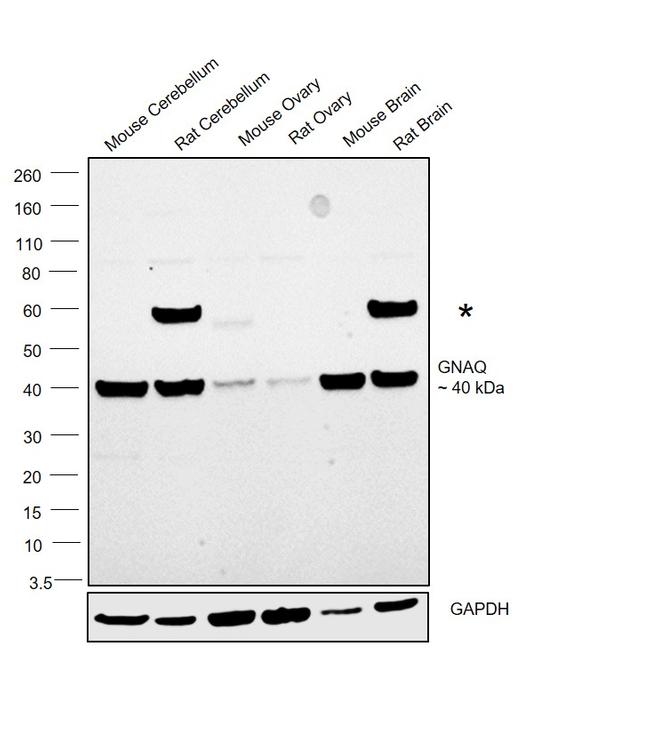 GNAQ Antibody in Western Blot (WB)