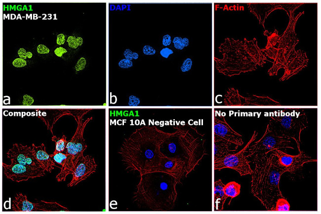 HMGA1 Antibody