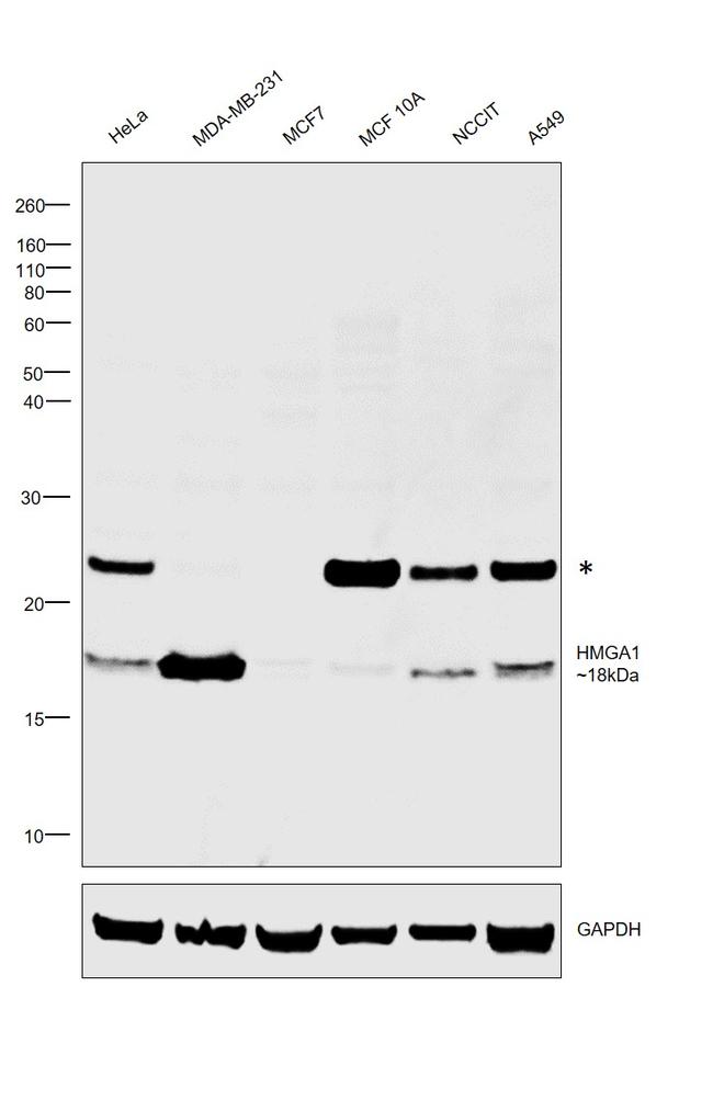 HMGA1 Antibody in Western Blot (WB)