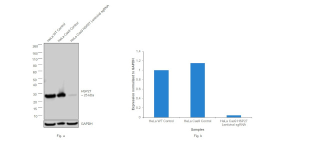 HSP27 Antibody