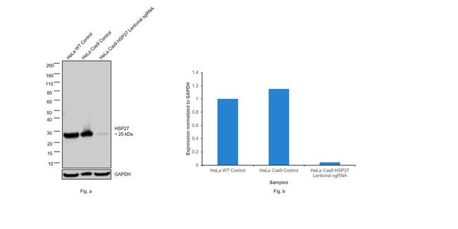 HSP27 Antibody in Western Blot (WB)