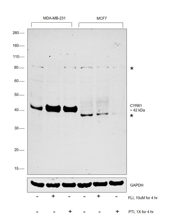 CYR61 Antibody in Western Blot (WB)