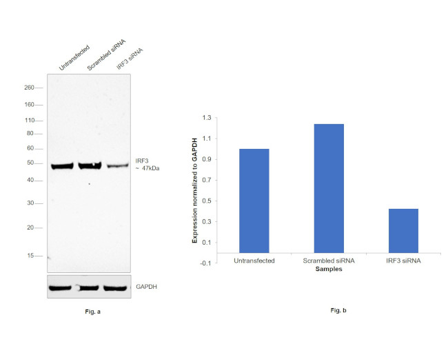 IRF3 Antibody