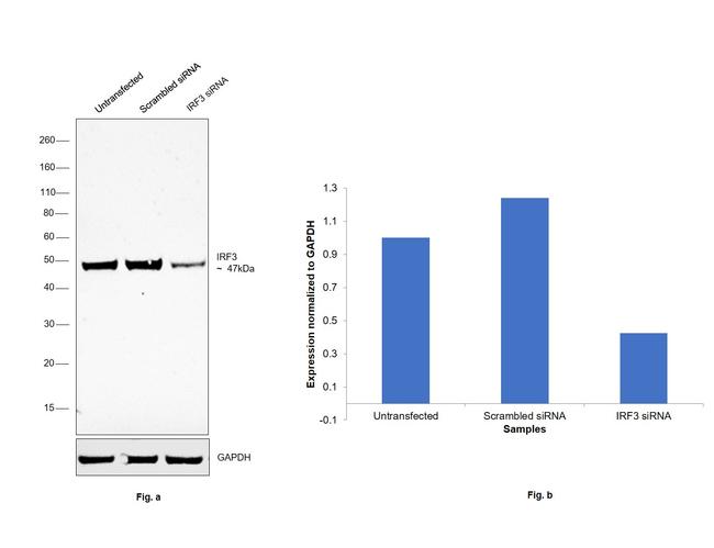 IRF3 Antibody in Western Blot (WB)