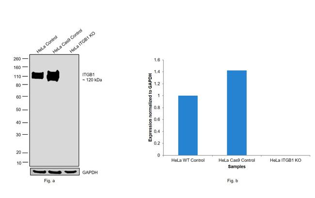 ITGB1 Antibody in Western Blot (WB)