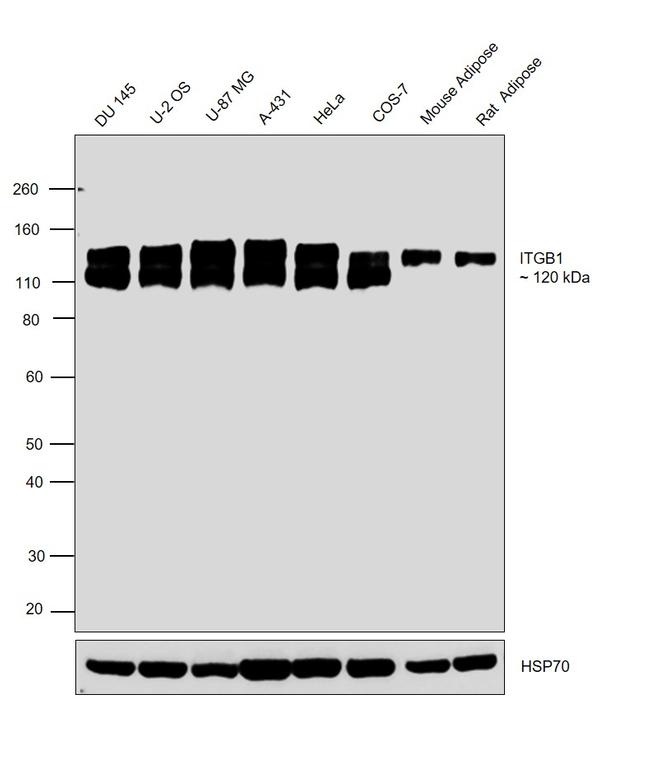 ITGB1 Antibody in Western Blot (WB)