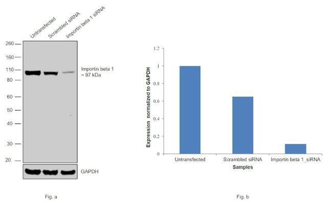 KPNB1 Antibody