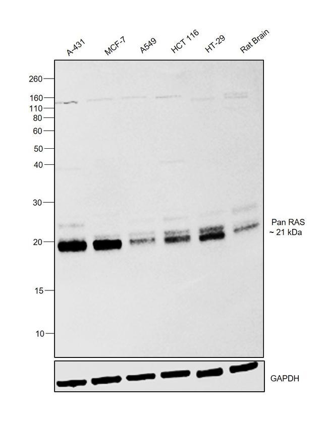 Pan Ras Antibody in Western Blot (WB)