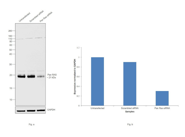 Pan Ras Antibody