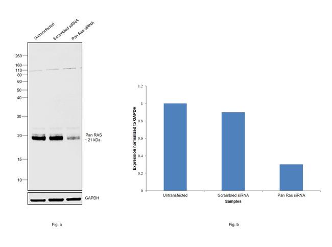 Pan Ras Antibody in Western Blot (WB)