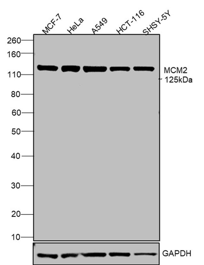 MCM2 Antibody in Western Blot (WB)