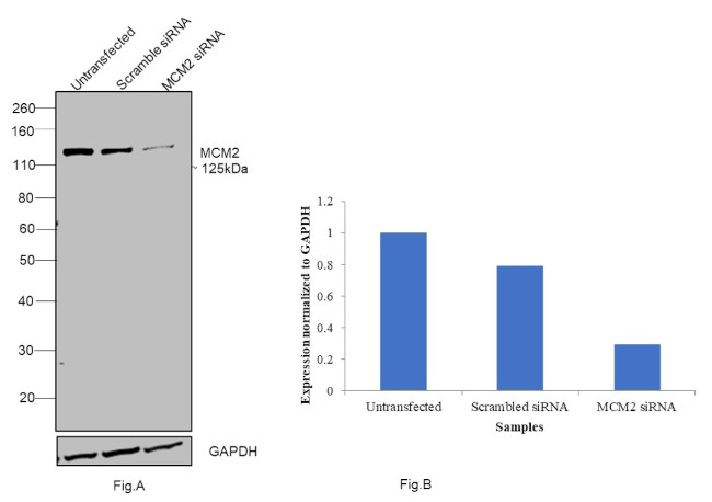 MCM2 Antibody