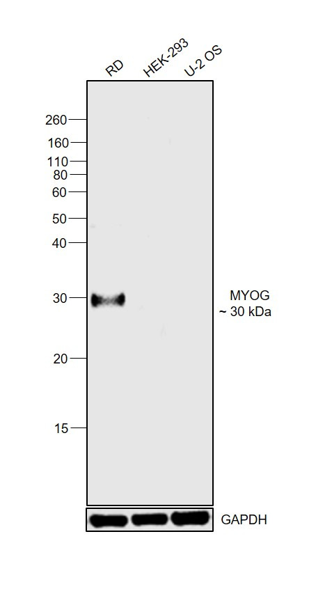 Myogenin Antibody