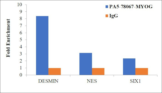 Myogenin Antibody in ChIP Assay (ChIP)