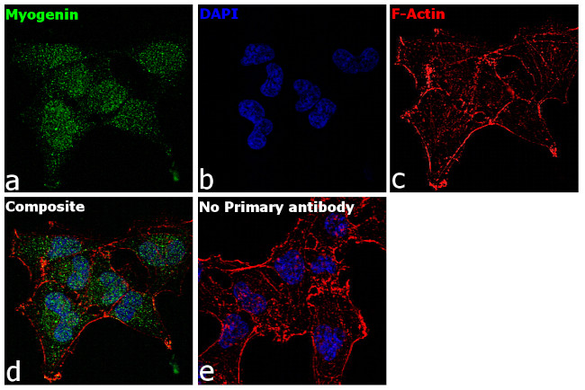 Myogenin Antibody in Immunocytochemistry (ICC/IF)