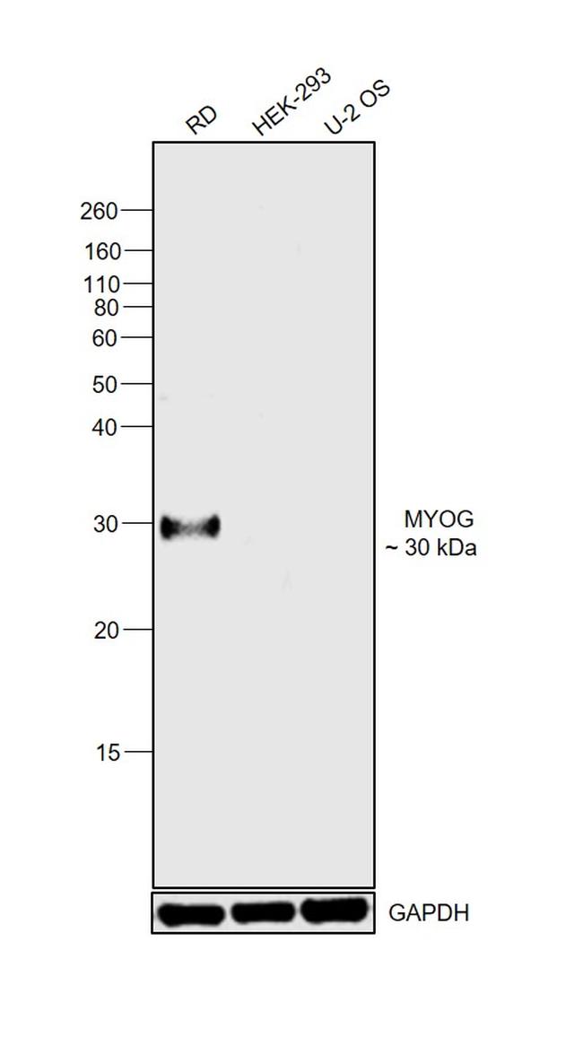 Myogenin Antibody in Western Blot (WB)