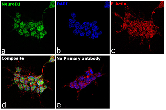 NeuroD1 Antibody in Immunocytochemistry (ICC/IF)