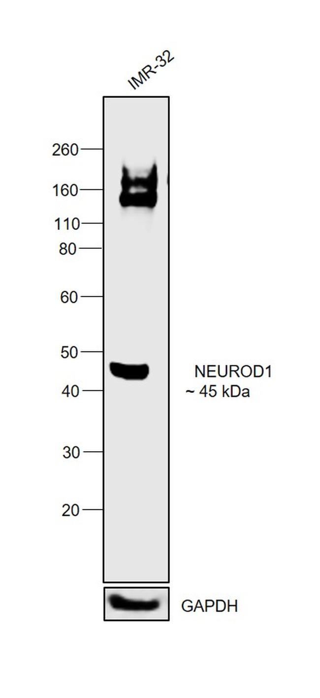 NeuroD1 Antibody in Western Blot (WB)