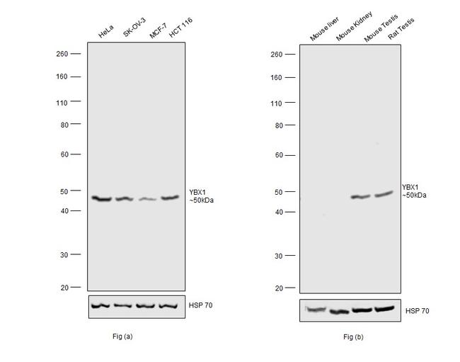 YBX1 Antibody in Western Blot (WB)