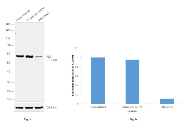 PDI Antibody