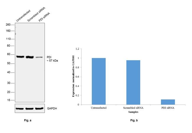 PDI Antibody in Western Blot (WB)