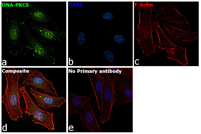 Phospho-DNA-PK (Ser2056) Antibody in Immunocytochemistry (ICC/IF)