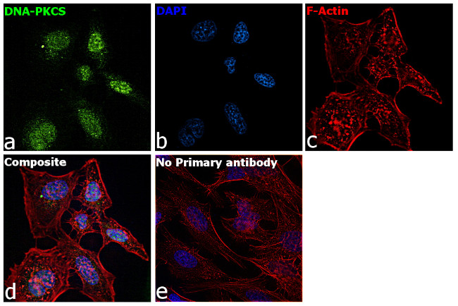 Phospho-DNA-PK (Ser2056) Antibody in Immunocytochemistry (ICC/IF)