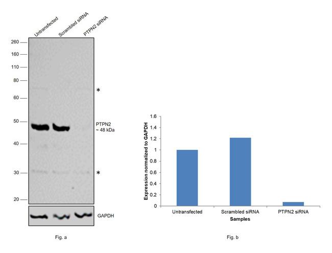 PTPN2 Antibody in Western Blot (WB)