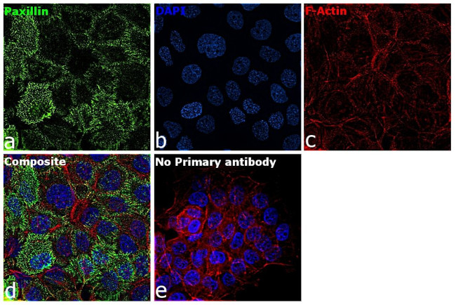 Paxillin Antibody in Immunocytochemistry (ICC/IF)