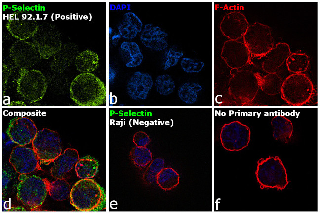 P-Selectin Antibody