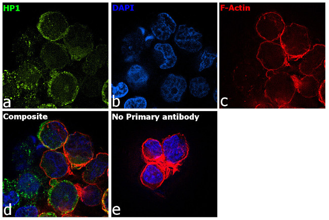 P-Selectin Antibody in Immunocytochemistry (ICC/IF)