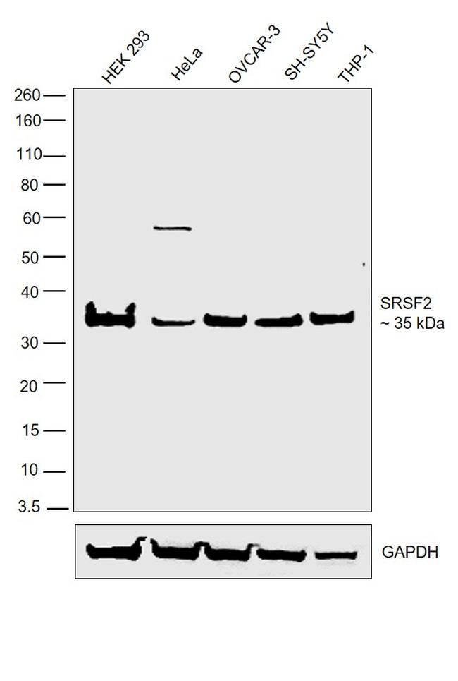 SRSF2 Antibody in Western Blot (WB)