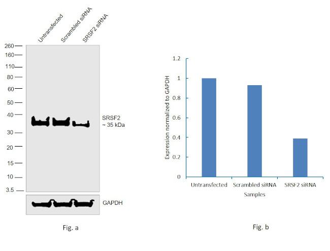 SRSF2 Antibody