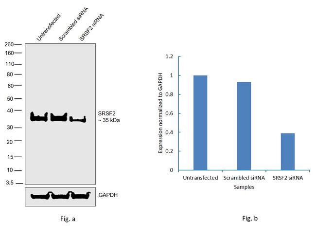 SRSF2 Antibody in Western Blot (WB)